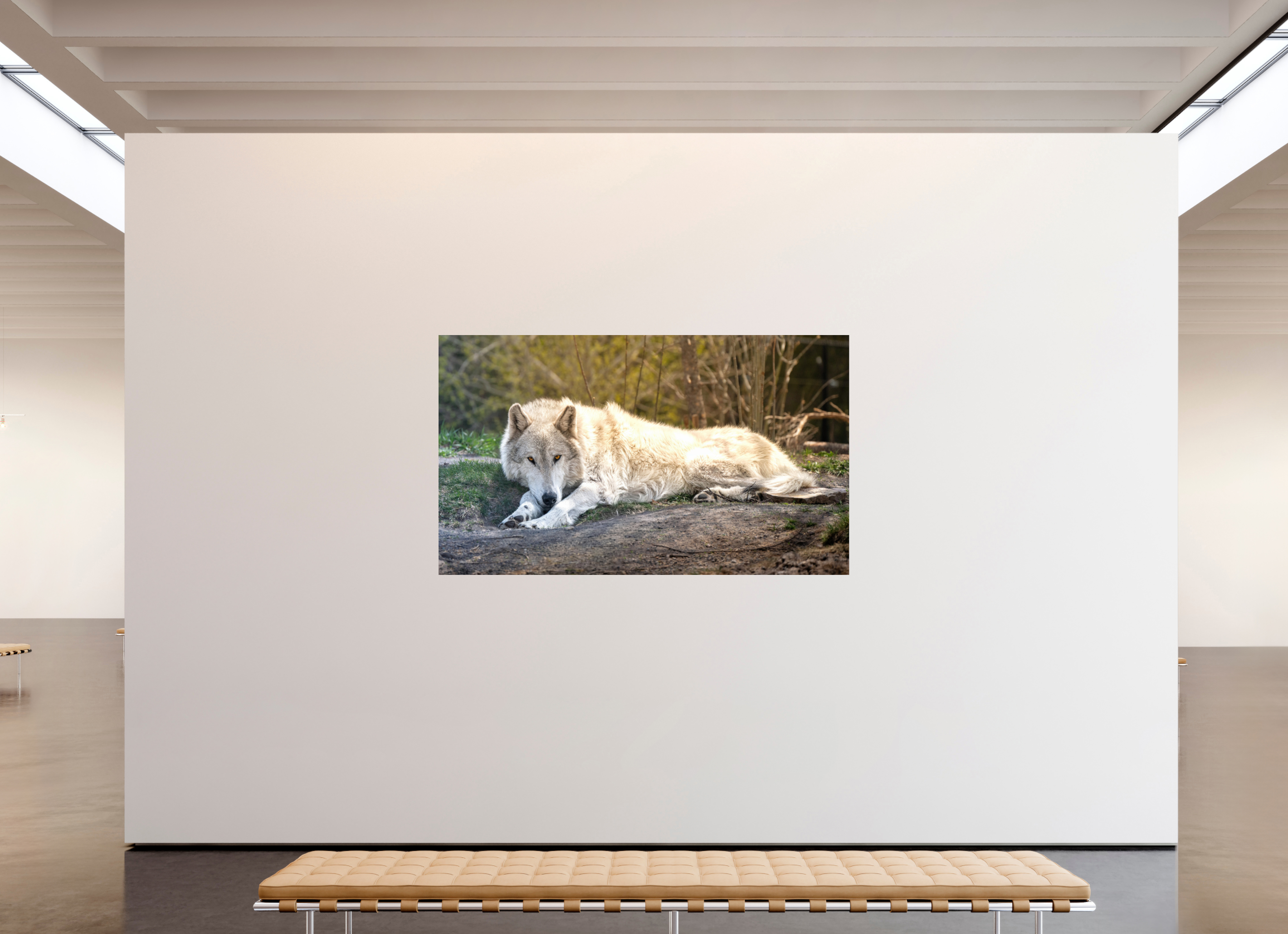 80.5 x 47″, ACRYLIC Wolf Laying Down