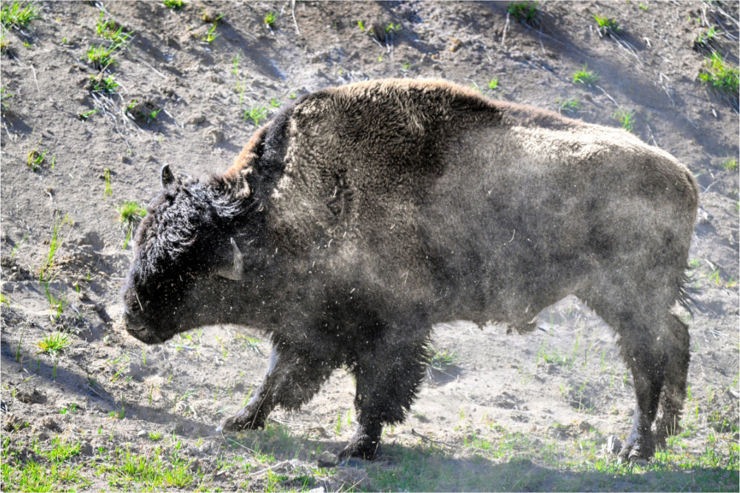 Main image Bison Shake