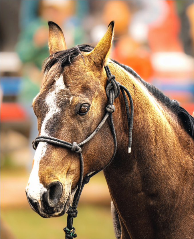 Main image Pack Horse Portrait 9 Web Exclusive
