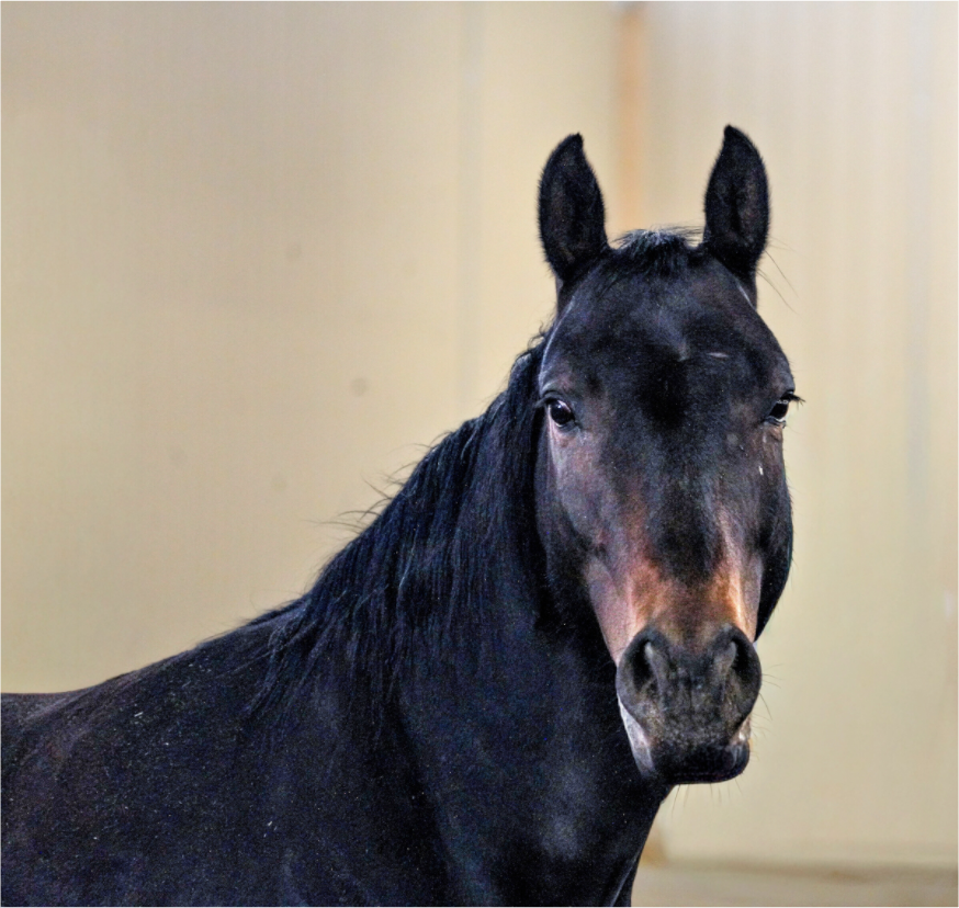 Main image Bella Portrait