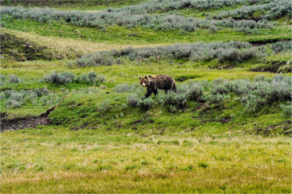 Main image Bear