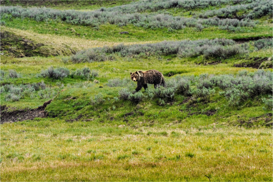 Main image Bear