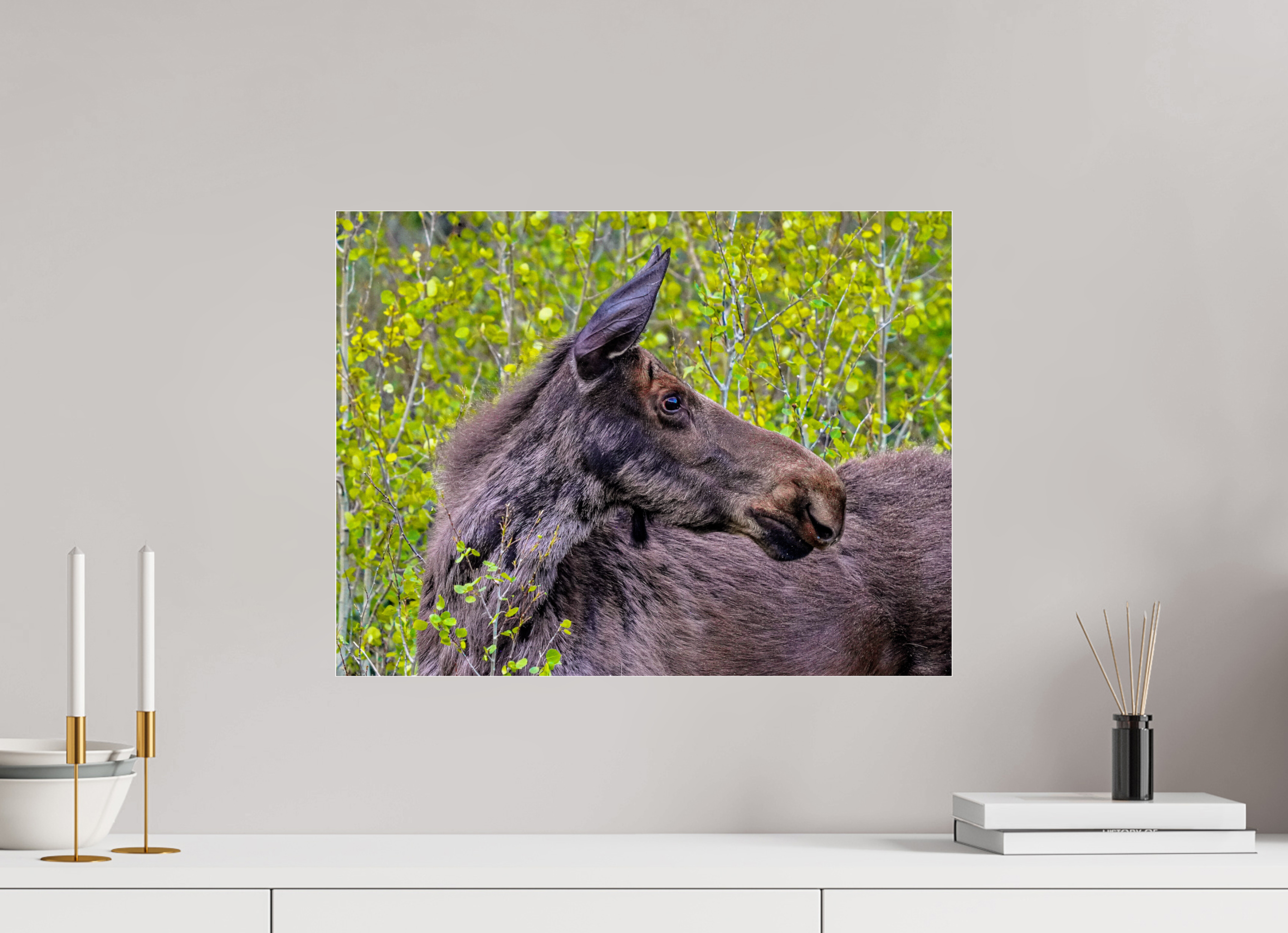 21.1 x 16″, ACRYLIC Moose Close up