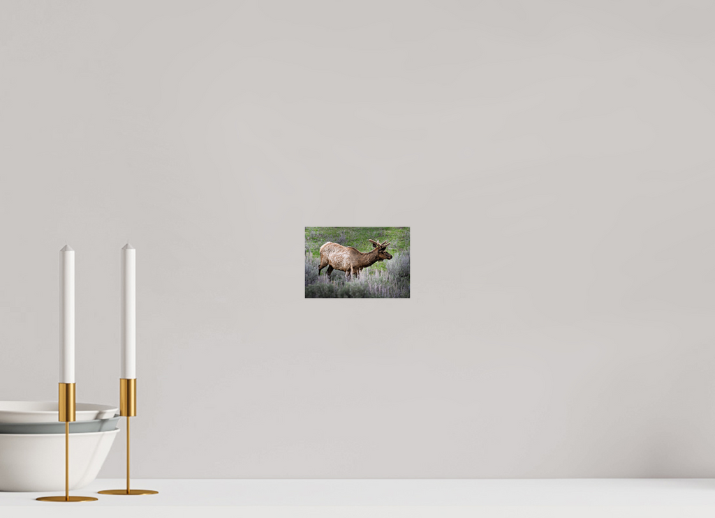 5.9 x 4″, PHOTO PAPER Elk