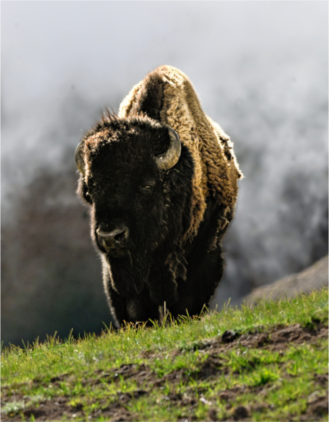 Main image Bison