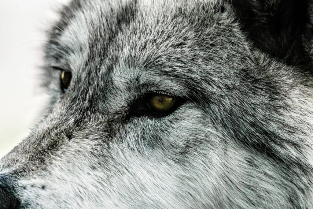 Main image Wolf Close Up
