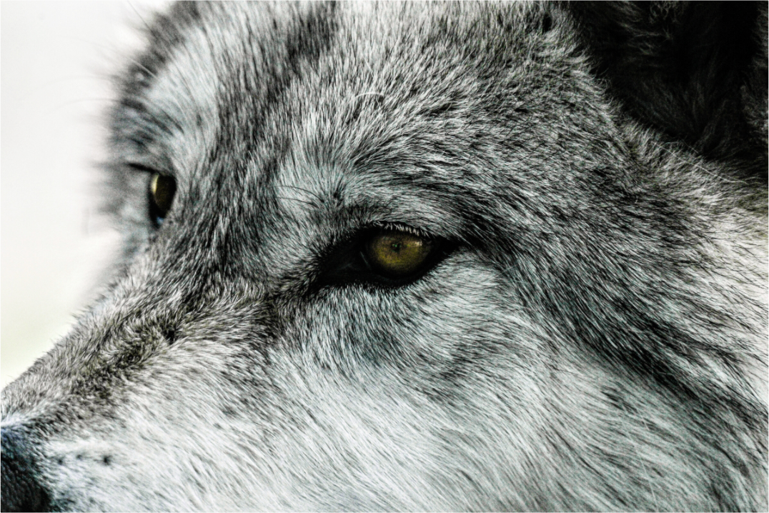 Main image Wolf Close Up