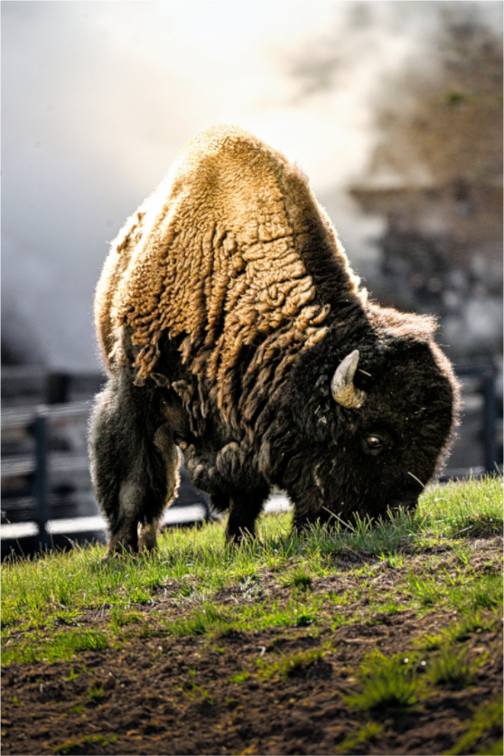 Main image Bison Grazing