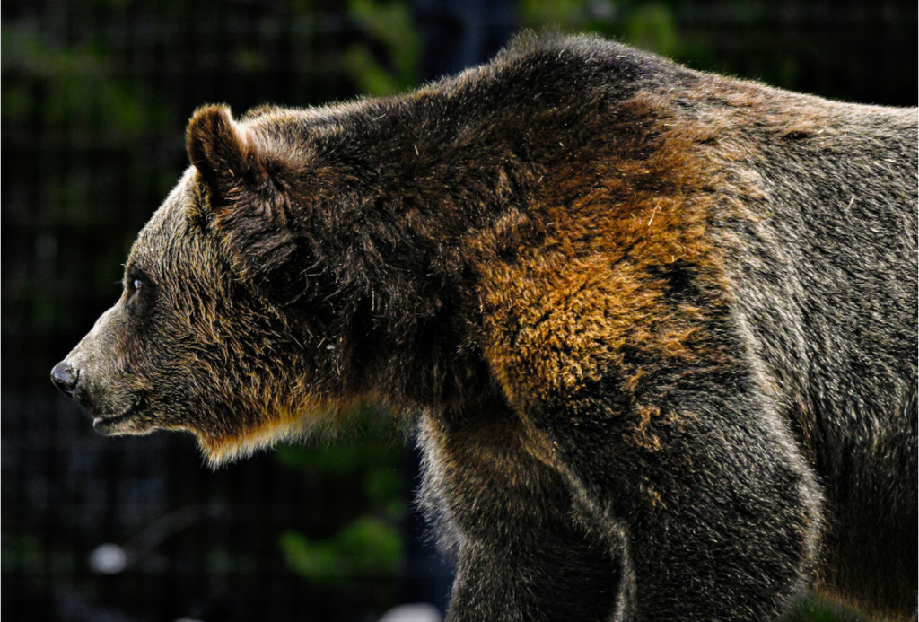 Main image Bear
