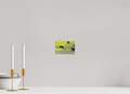 6 x 4″, PHOTO PAPER Bison Herd