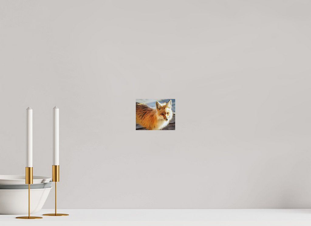 5.1 x 4″, PHOTO PAPER Fox