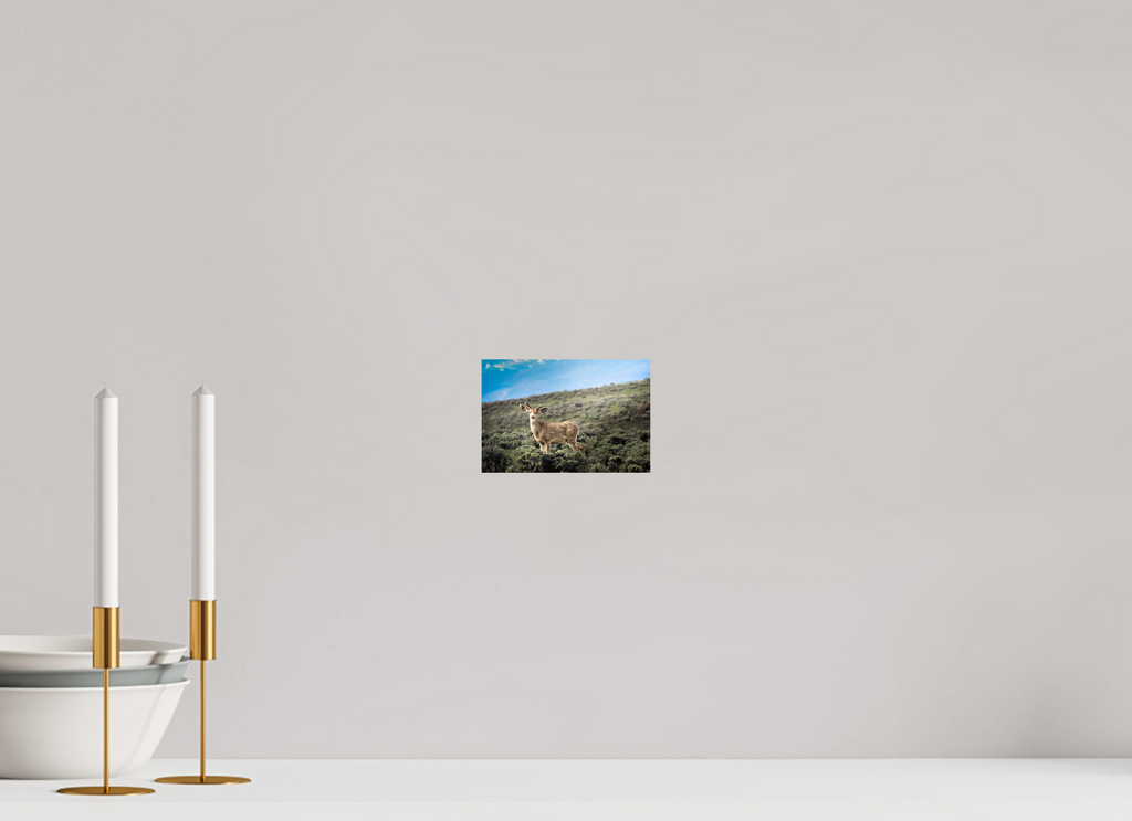 6 x 4″, PHOTO PAPER Deer