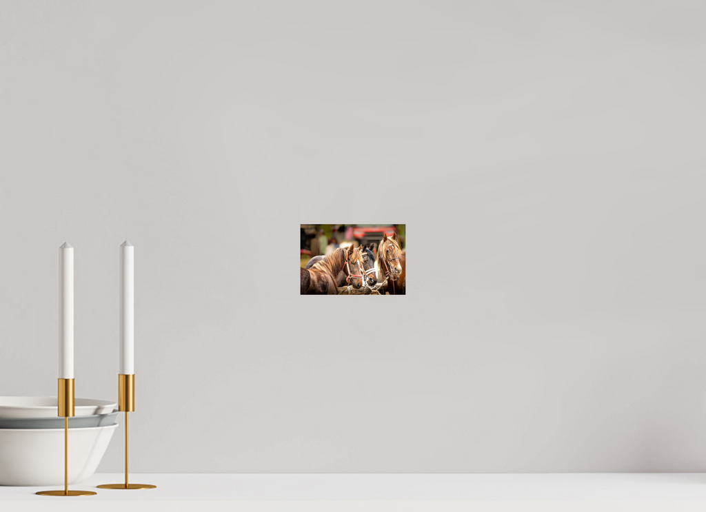 6 x 4″, PHOTO PAPER Pack Horse Trio