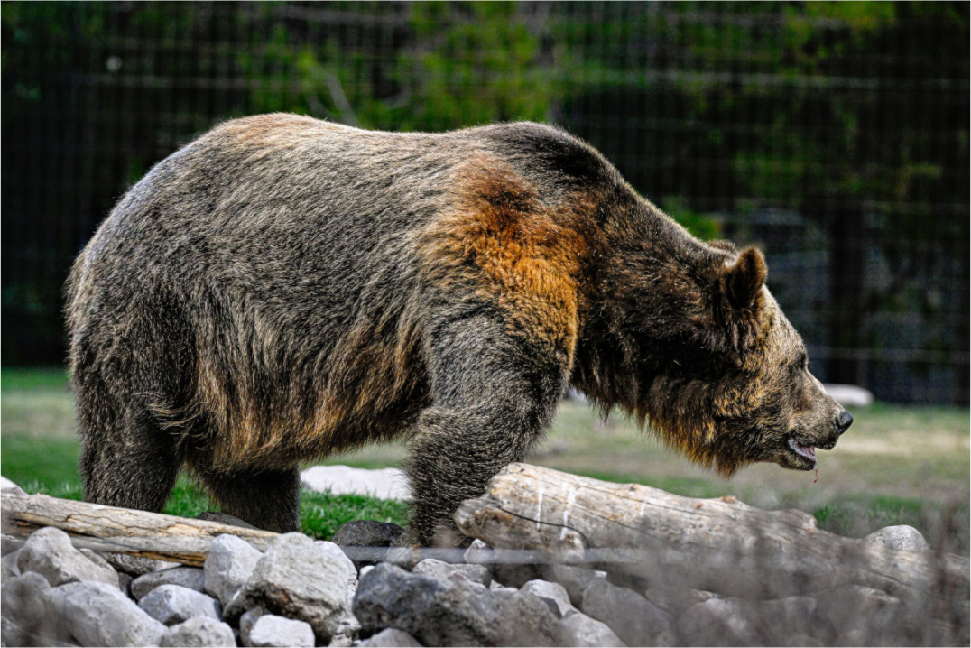 Main image Bear