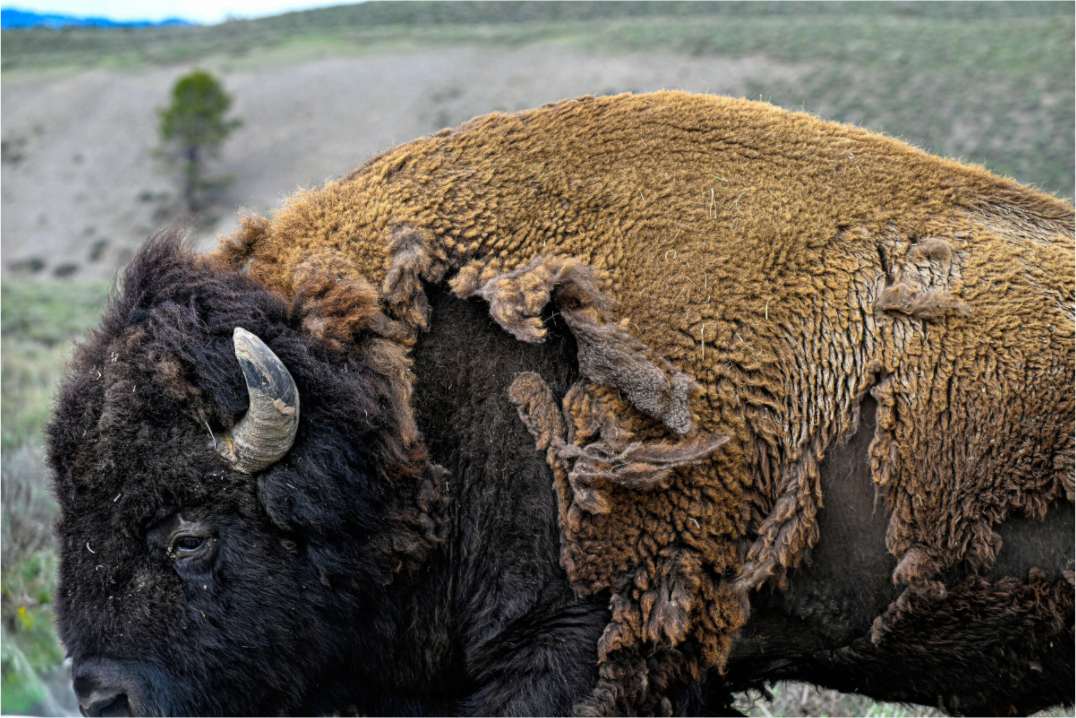 Main image Bison side profile