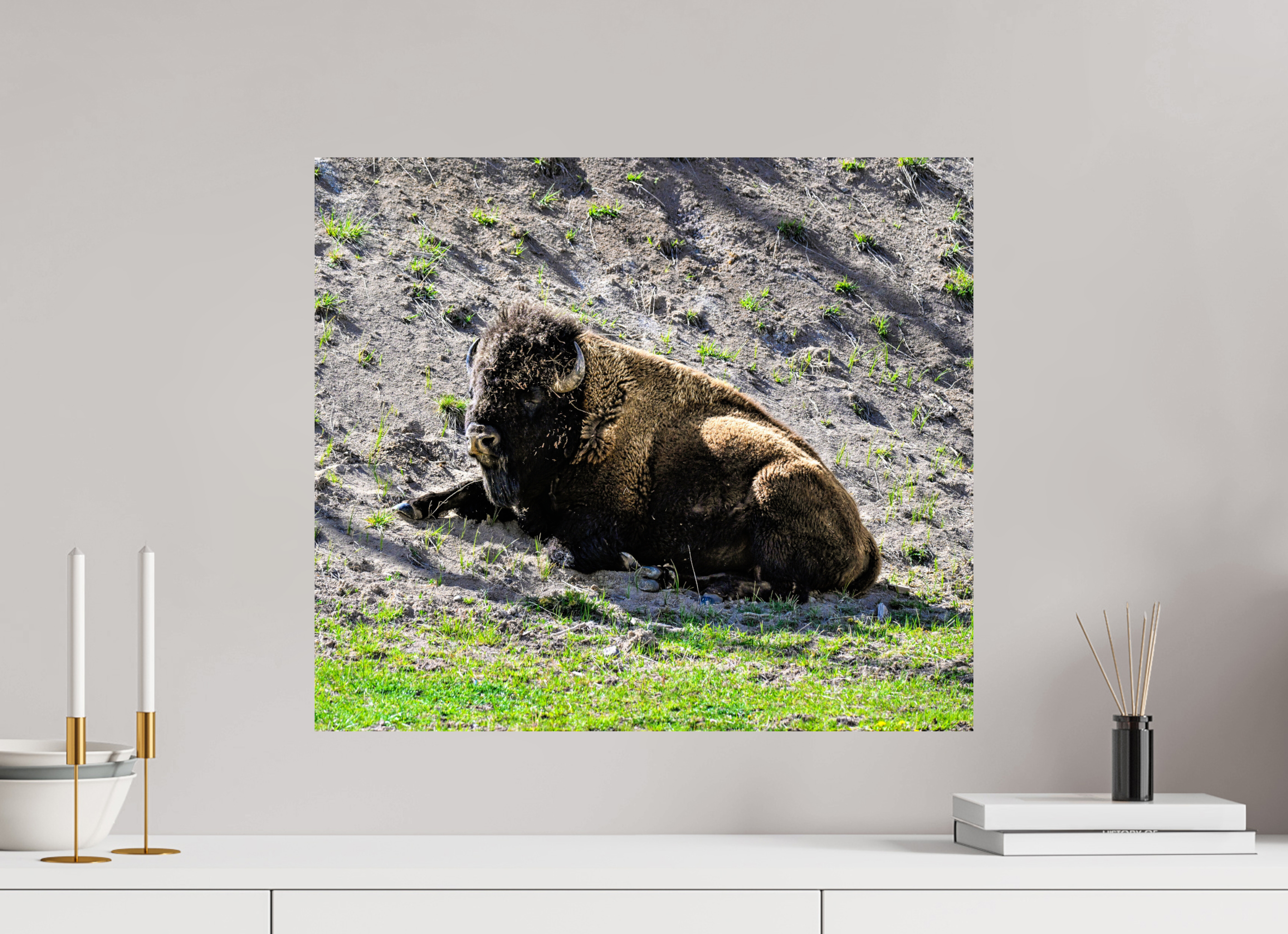 23 x 20″, PHOTO PAPER Bison Laying Down