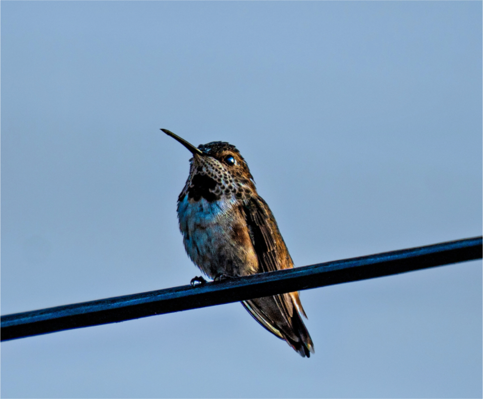 Main image Hummingbird