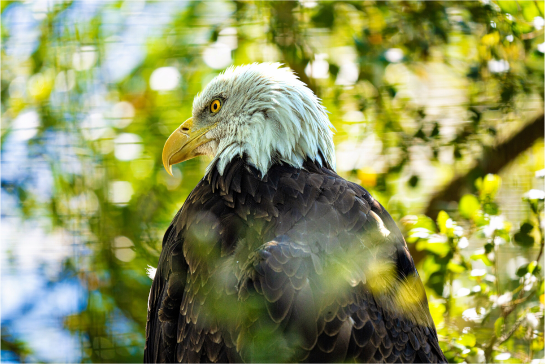 Main image America 250 Bald Eagle