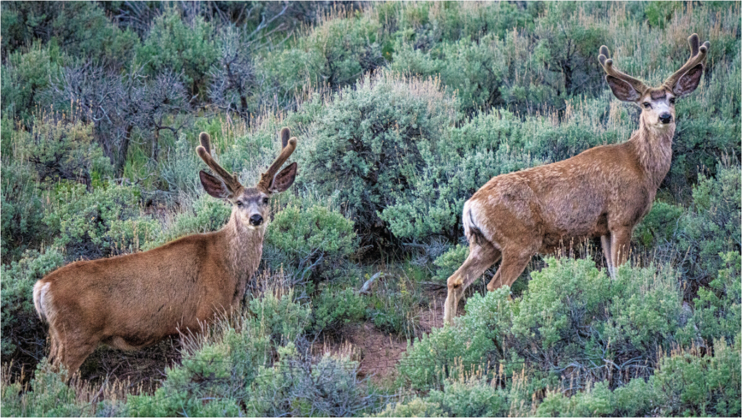Main image Deer