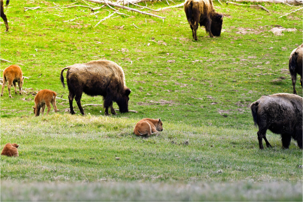 Main image Bison Herd