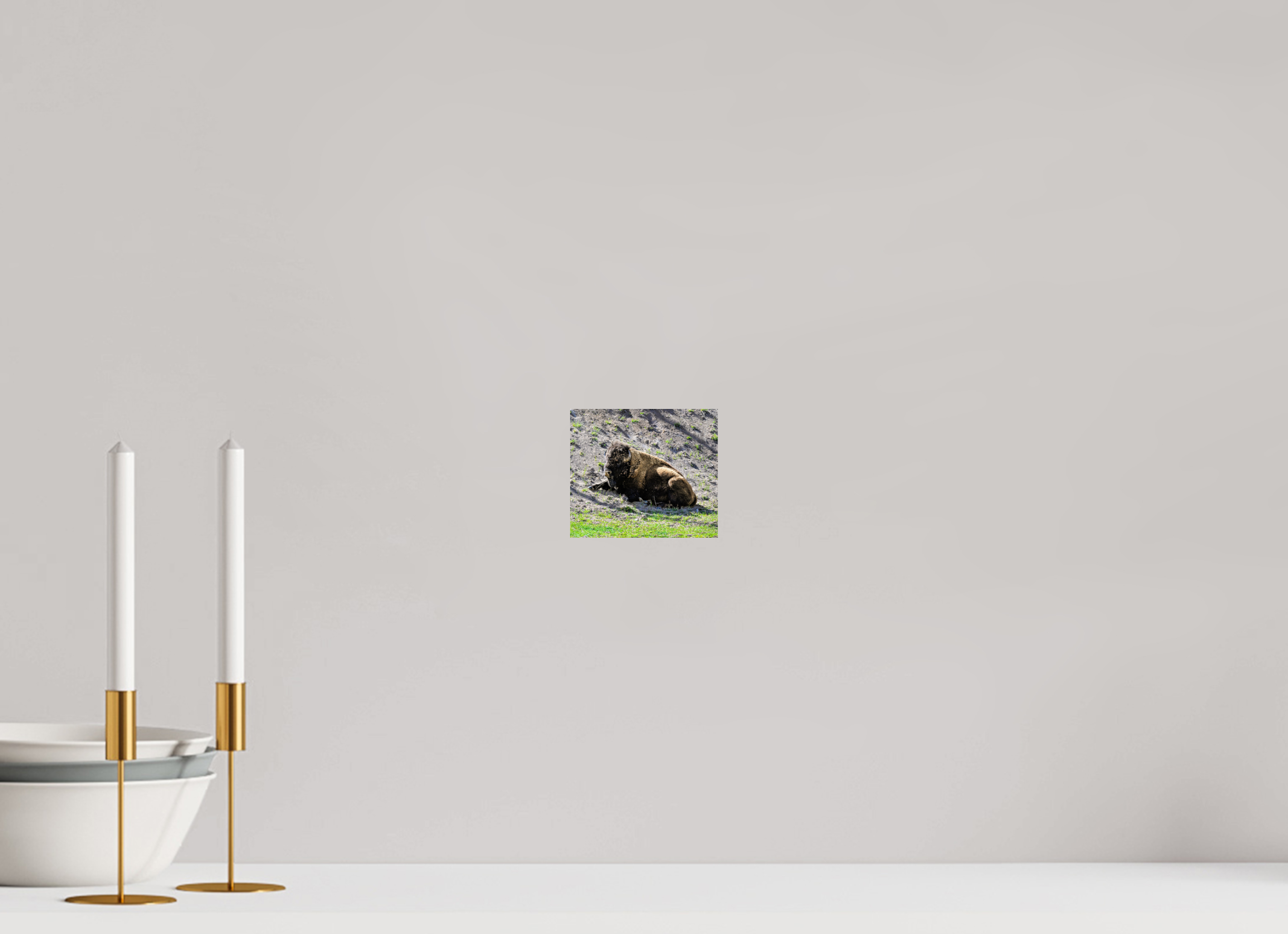 4.6 x 4″, PHOTO PAPER Bison Laying Down