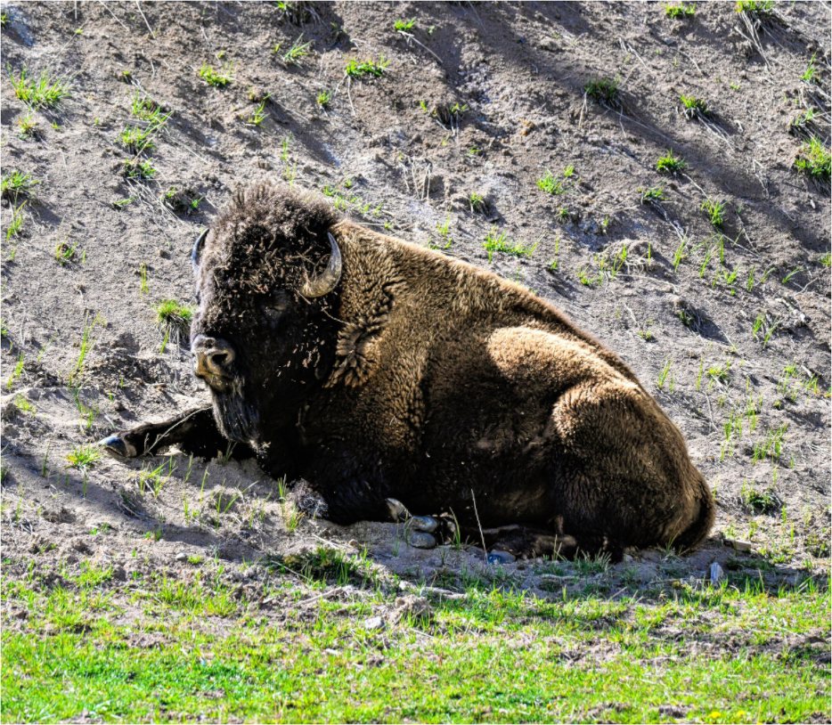 Main image Bison Laying Down