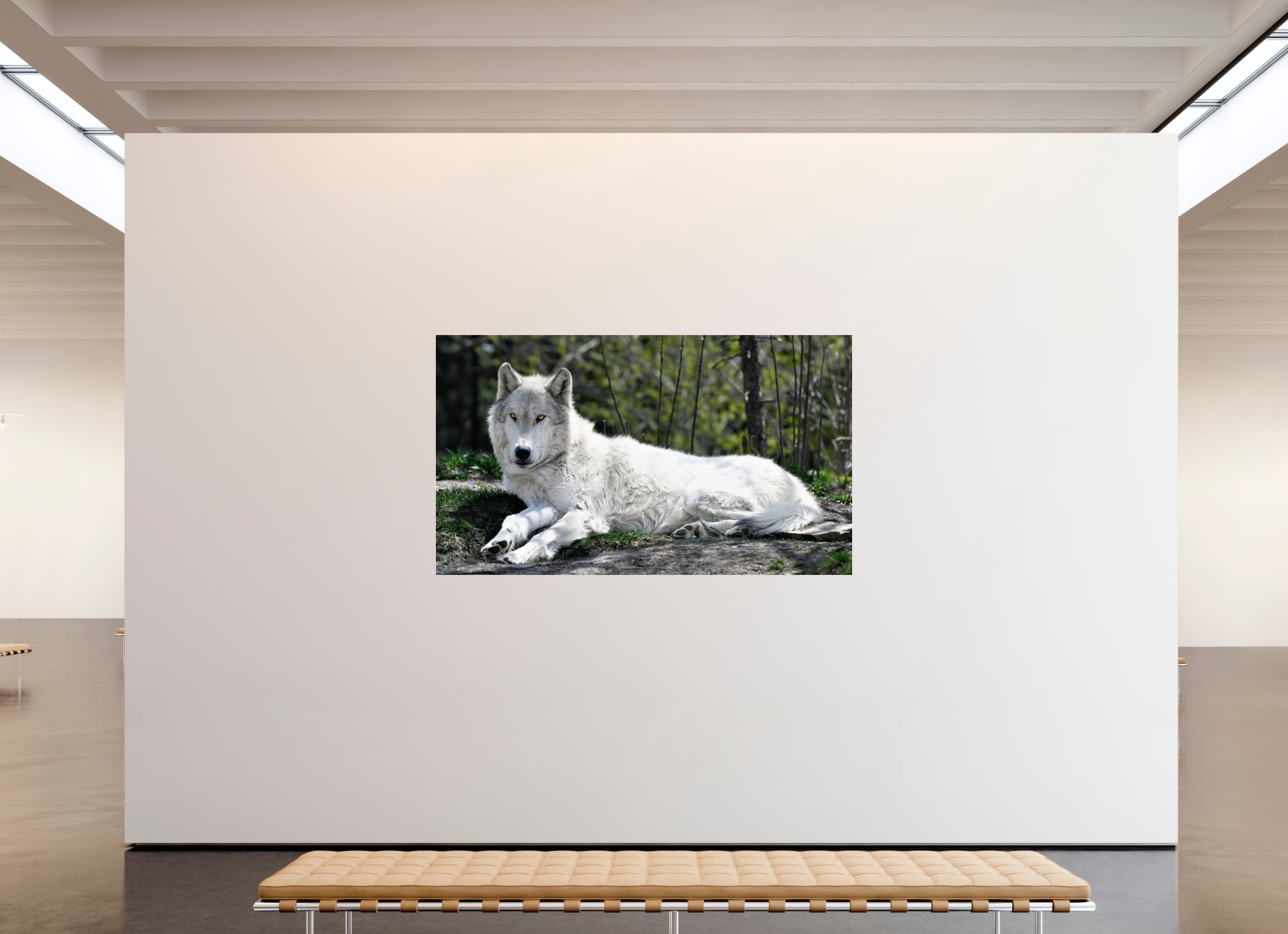 81.7 x 47″, ACRYLIC Wolf Laying Down