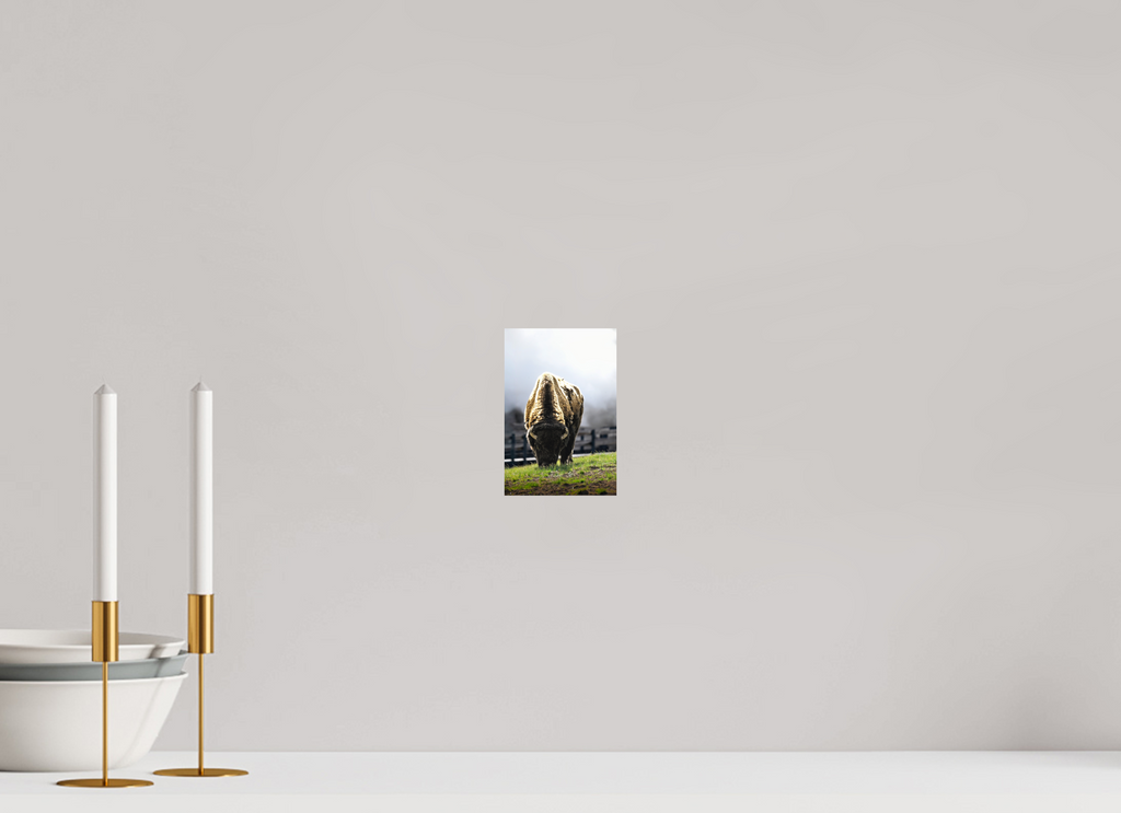 4 x 6″, PHOTO PAPER Bison Grazing