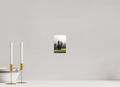 4 x 6″, PHOTO PAPER Bison Grazing