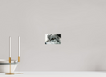 6 x 4″, PHOTO PAPER Wolf Close Up