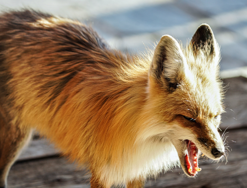 Main image Fox