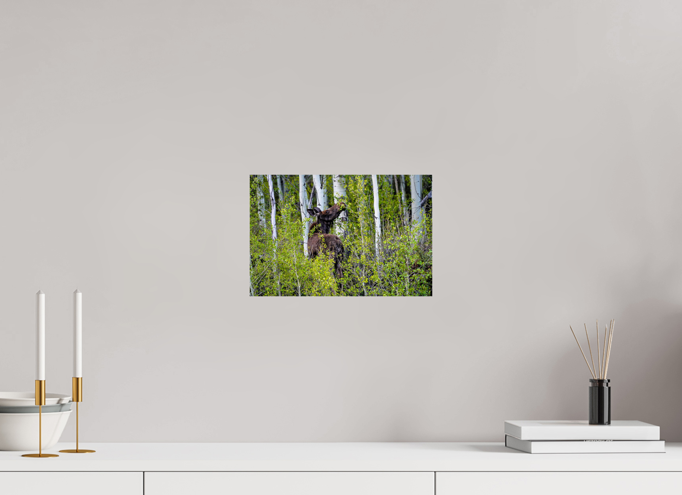 12 x 8″, PHOTO PAPER Cow Moose Snacking on Aspens