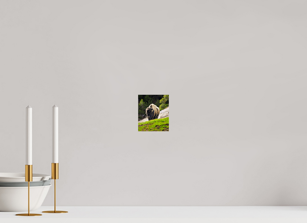 4 x 4.8″, PHOTO PAPER Bison Portrait