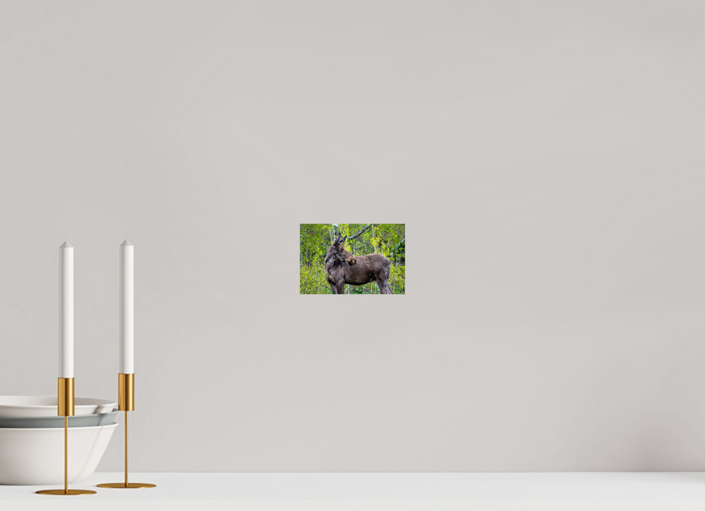 6 x 4″, PHOTO PAPER Moose Portrait