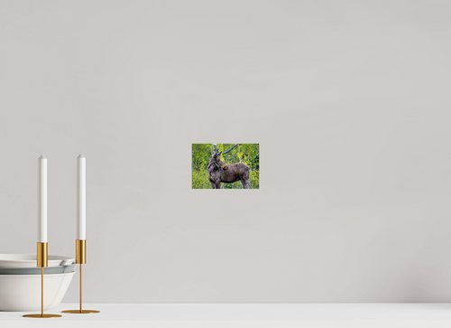 6 x 4″, PHOTO PAPER Moose Portrait