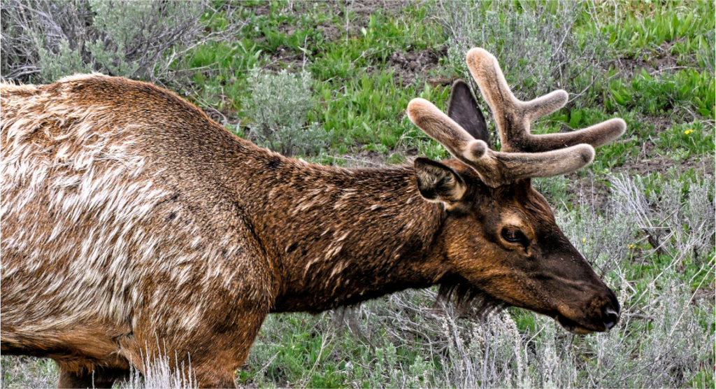 Main image Elk