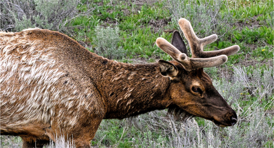 Main image Elk