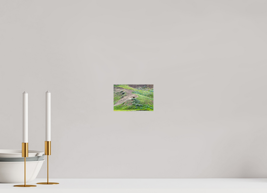 6 x 4″, PHOTO PAPER Bear