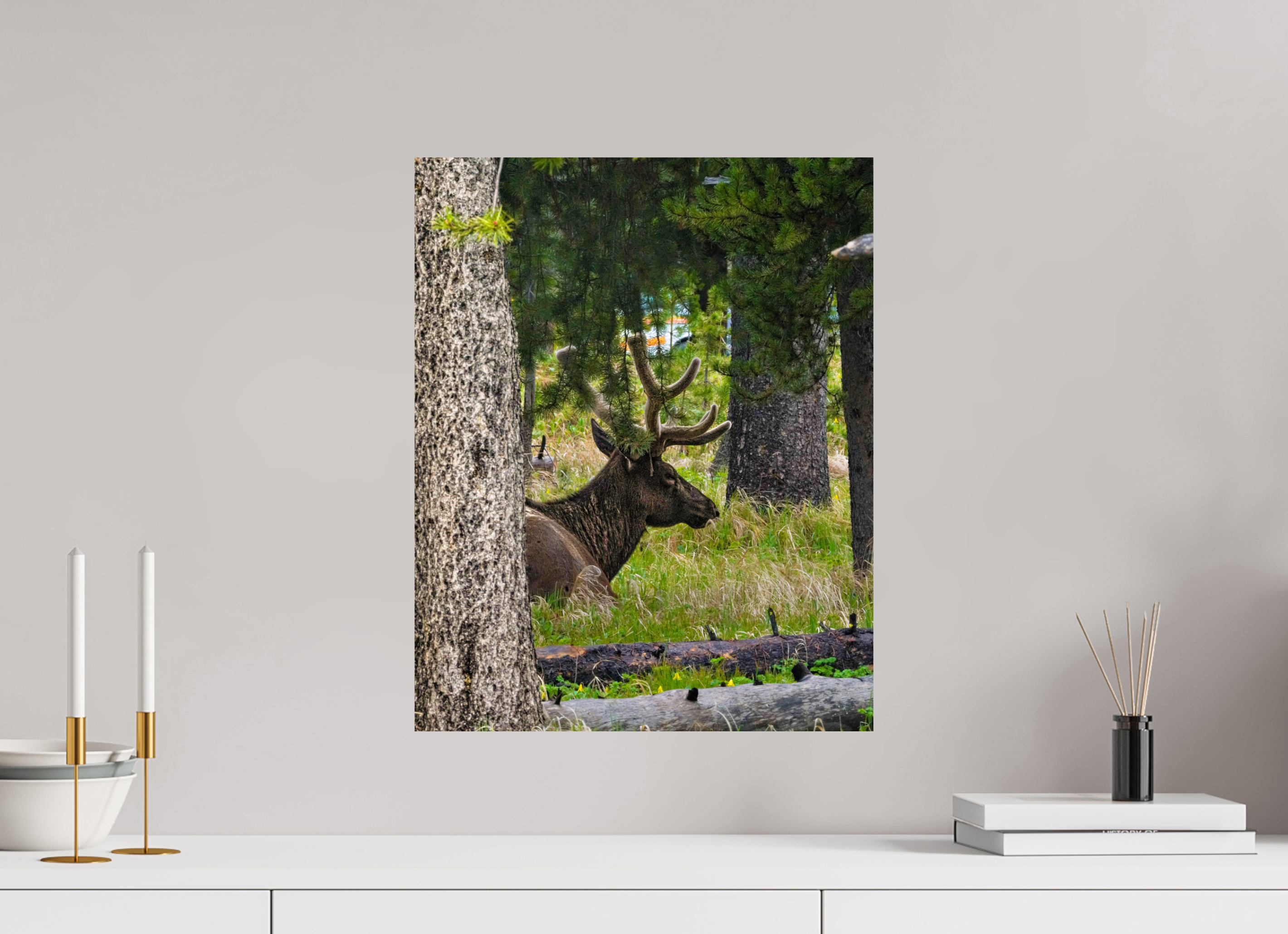 16 x 20″, PHOTO PAPER Elk