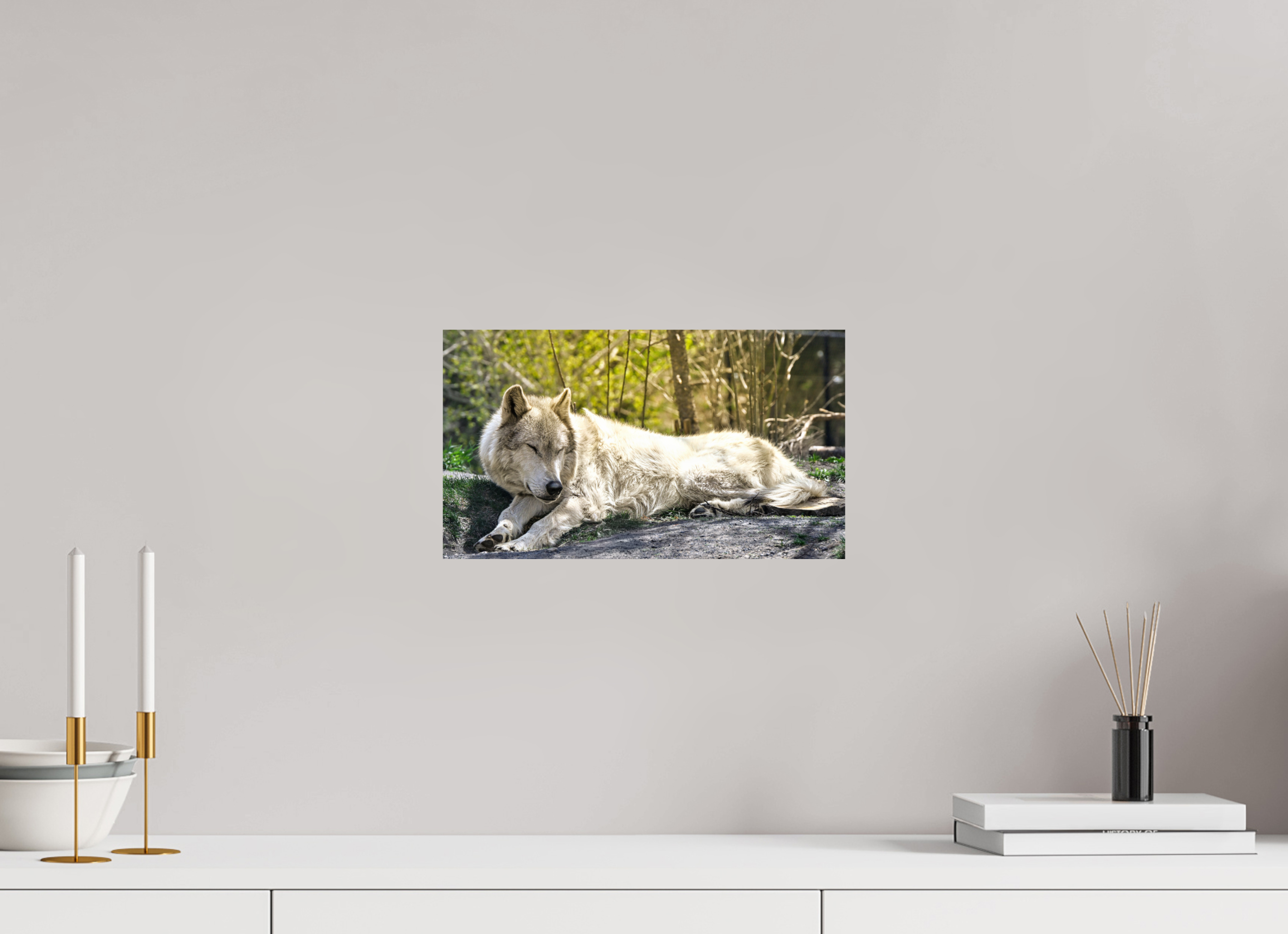 14 x 8″, PHOTO PAPER Wolf Napping