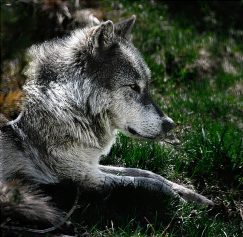 Main image Wolf Side Profile