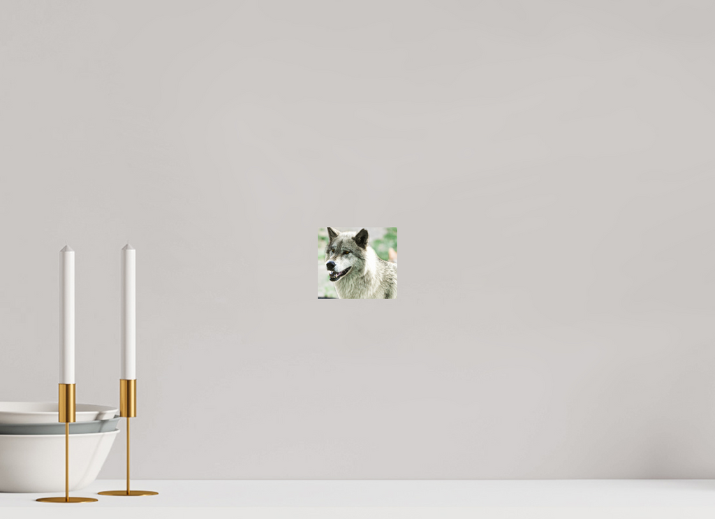 4.4 x 4″, PHOTO PAPER Wolf Portrait