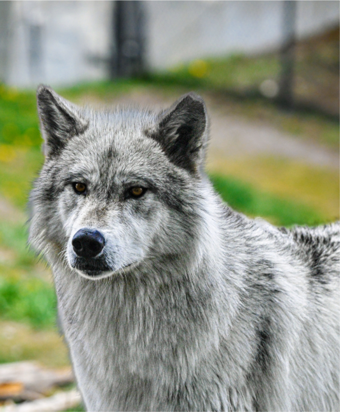 Main image Wolf Portrait