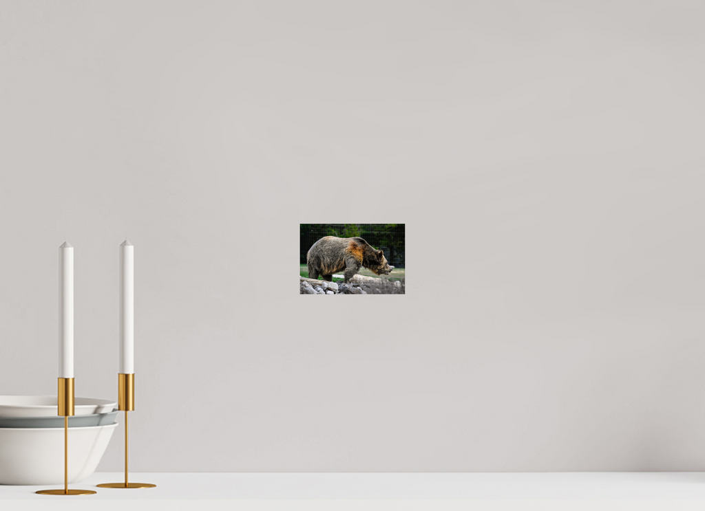 6 x 4″, PHOTO PAPER Bear