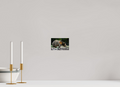 6 x 4″, PHOTO PAPER Bear