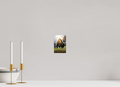 4 x 6″, PHOTO PAPER Bison Grazing