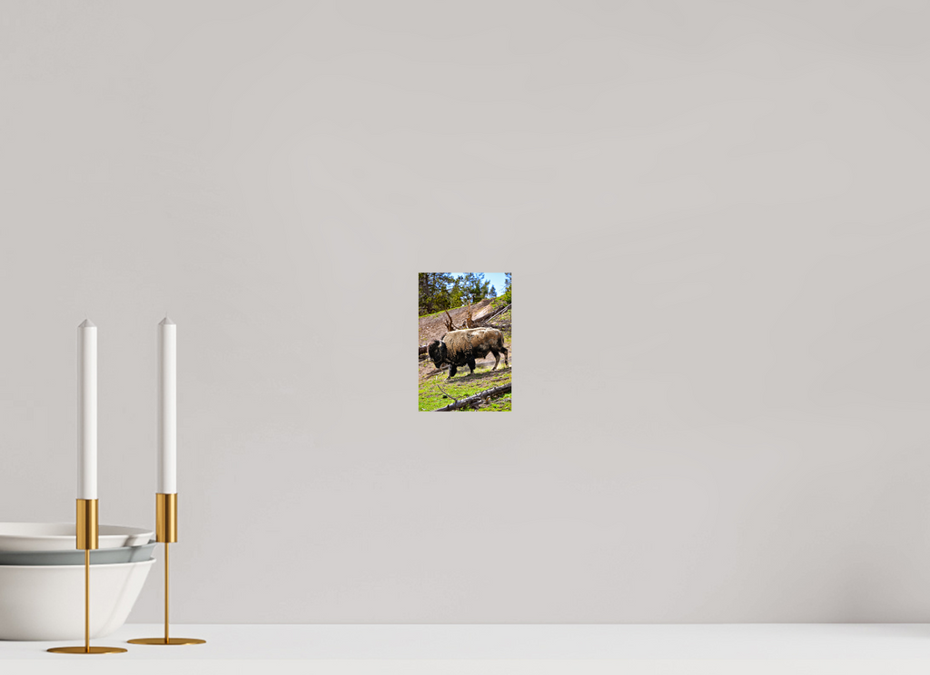 4 x 6″, PHOTO PAPER Bison Walking