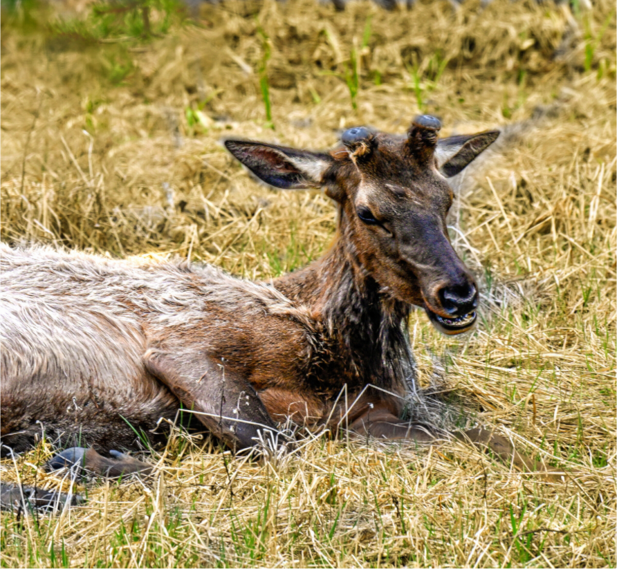 Main image Elk