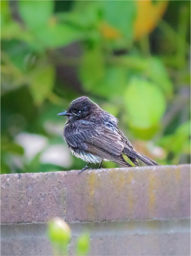 Main image Bird