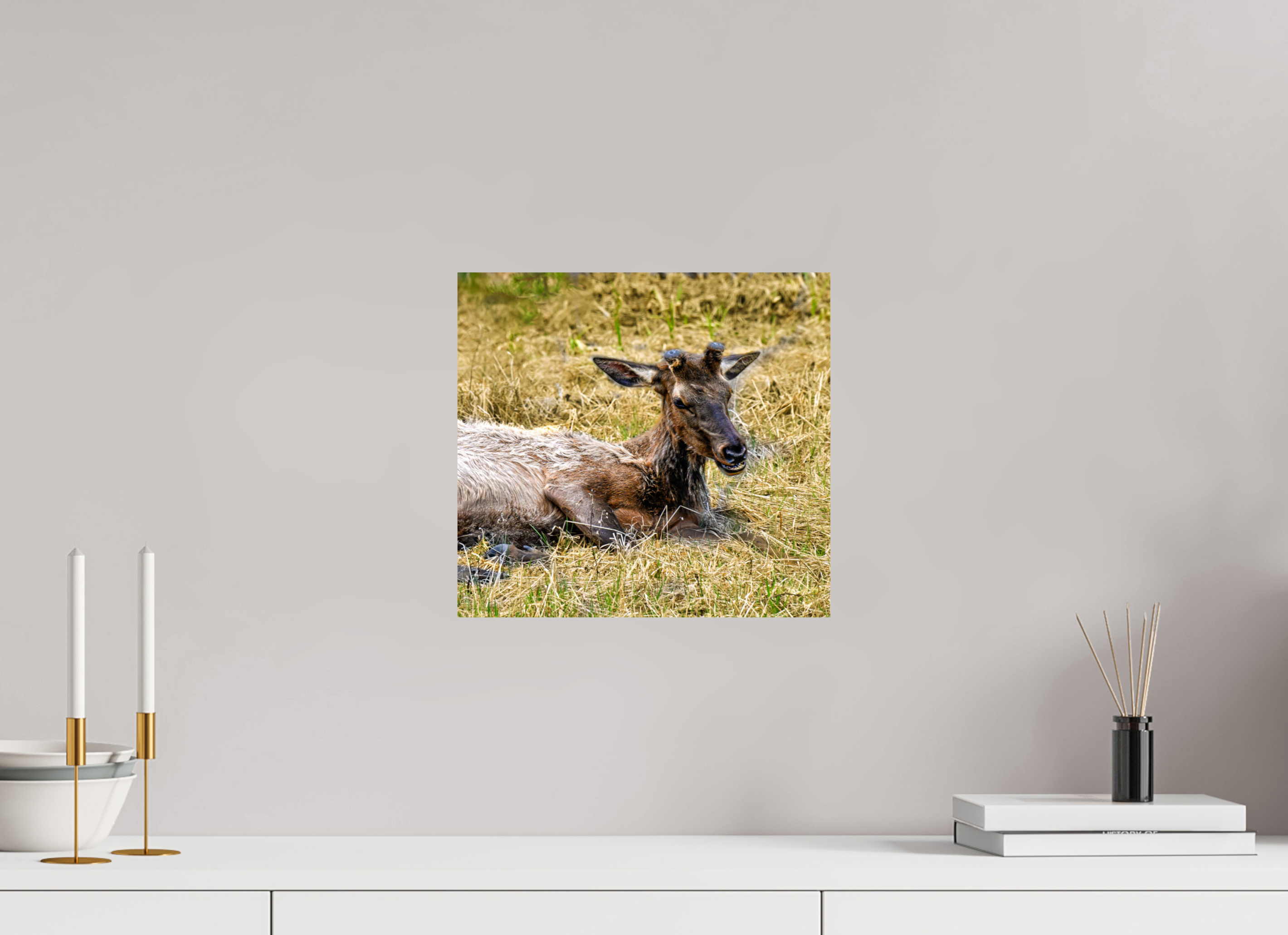 13 x 12″, PHOTO PAPER Elk